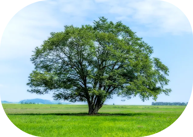 カウンセリングルームについての樹イメージ画像