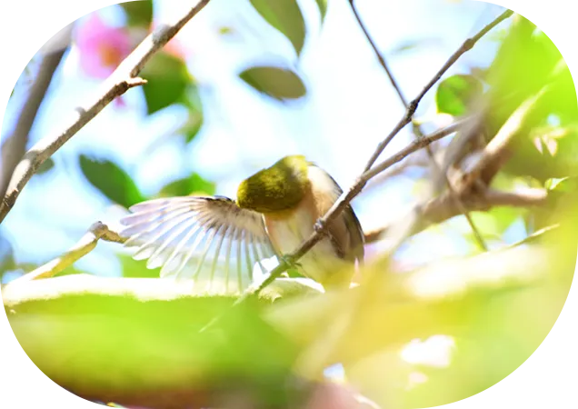 ご相談の流れを説明するページの鳥のイメージ画像