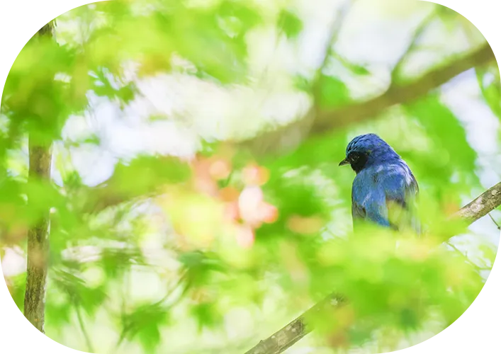 トップページの鳥イメージ画像